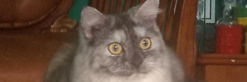 charlieganteng's profile banner image