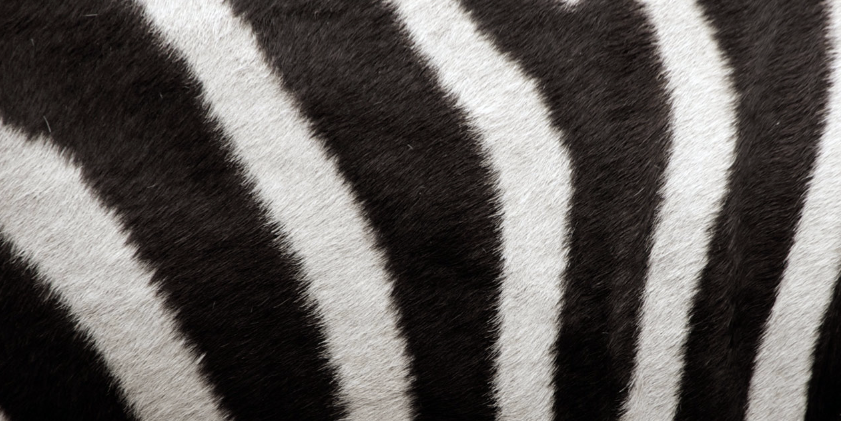 zebotzebra's profile banner image