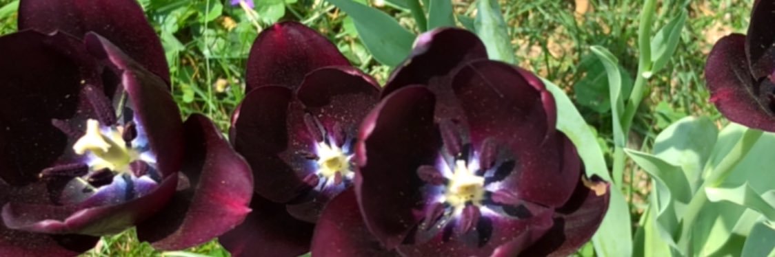 njwinningham's profile banner image