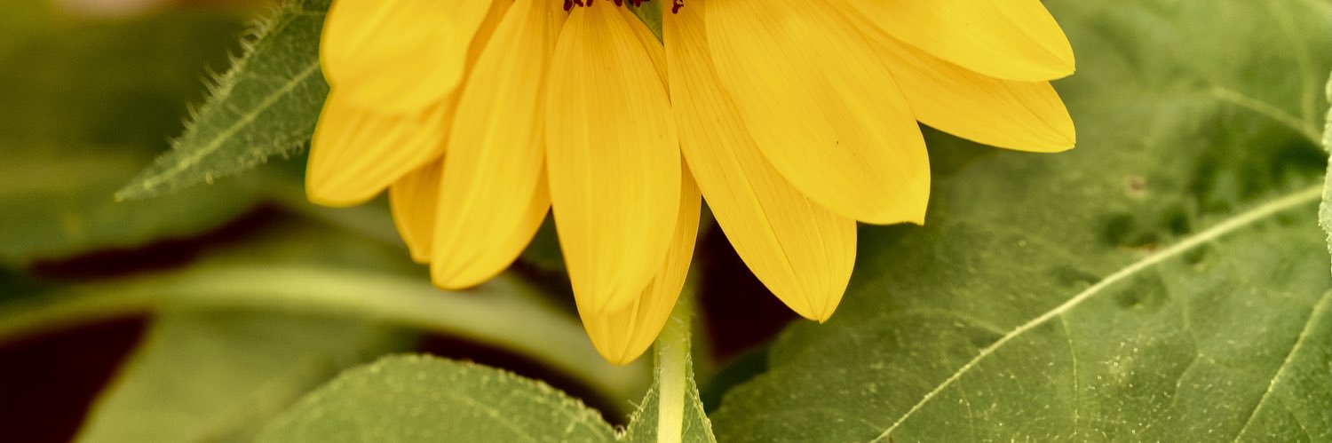 toamitesh's profile banner image