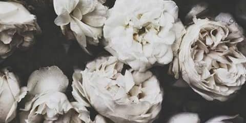 zai_cavazos's profile banner image