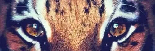 Evi_Coreas's profile banner image