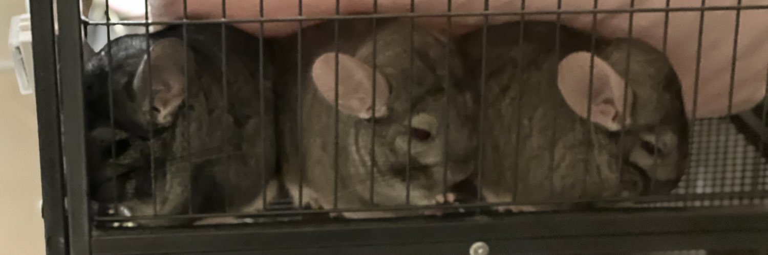 けーすけ(k-coon) banner