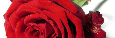 smartha3's profile banner image
