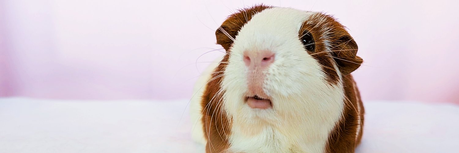 happycavy's profile banner image