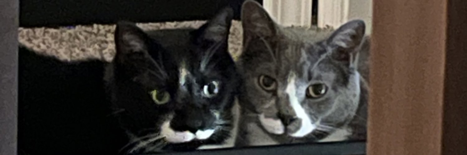 Faylor_Tannin's profile banner image