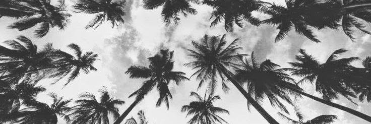 camiaguilar's profile banner image