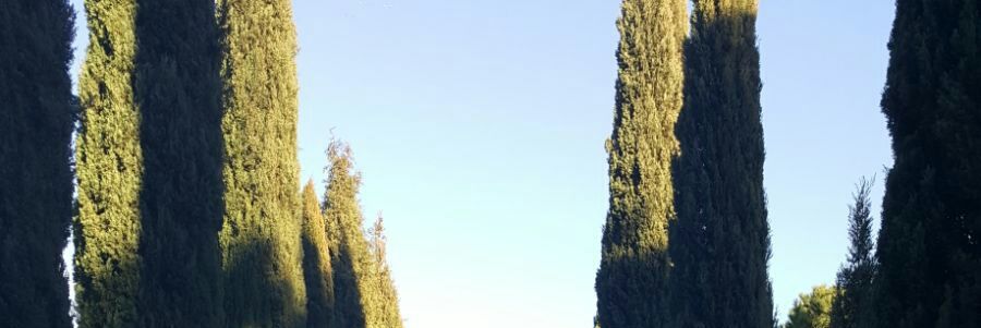 bellsuria's profile banner image