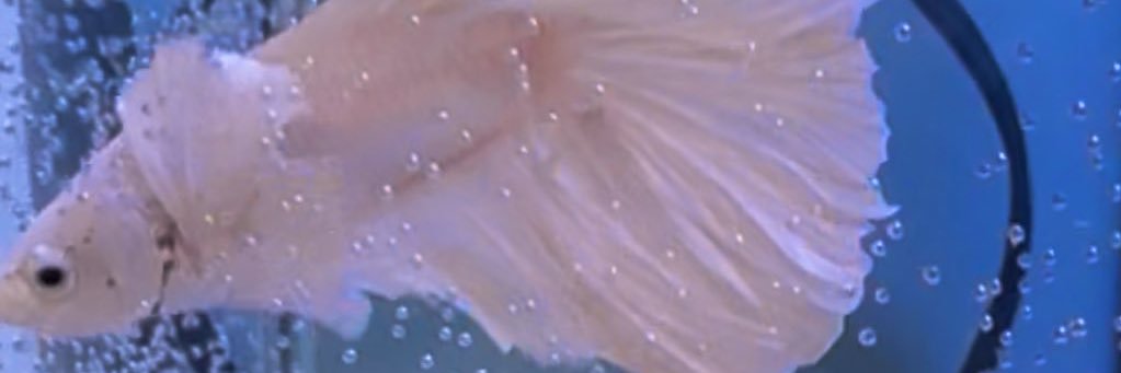 sn10sn1's profile banner image