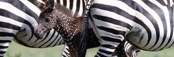eben_33's profile banner image