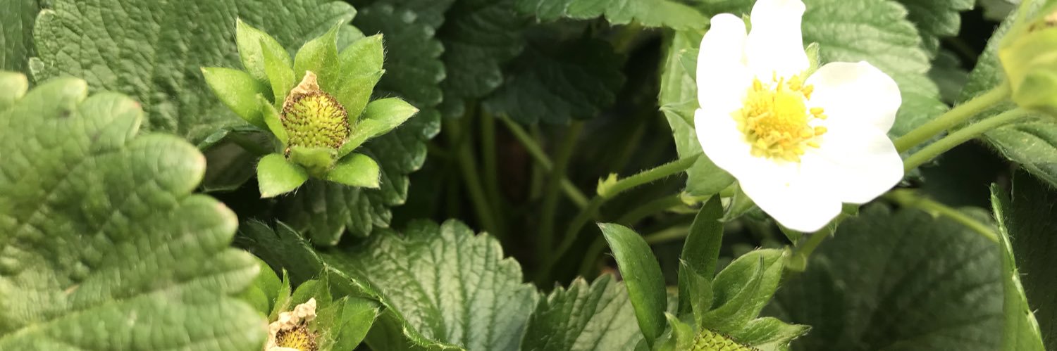 Jenny Edwards banner