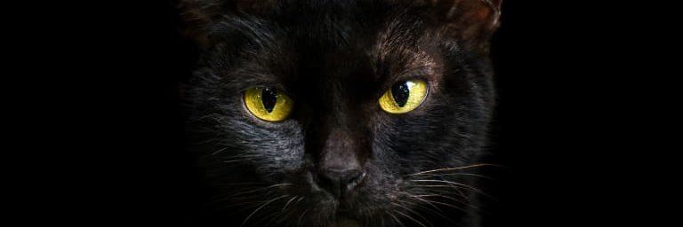 TheCatspie's profile banner image