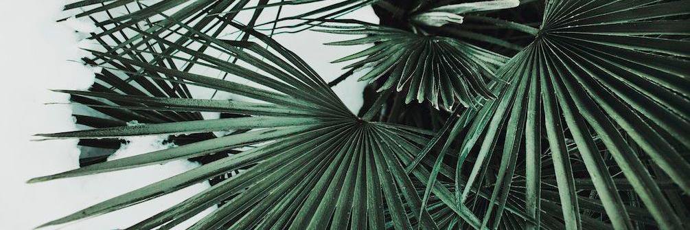 Sue 🌱 banner