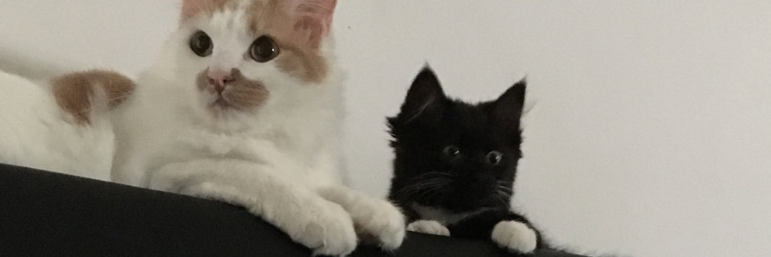 JodyManefeldt's profile banner image