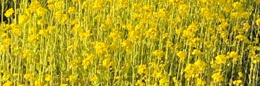 増田まもる banner