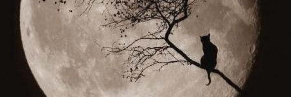AdasOz's profile banner image