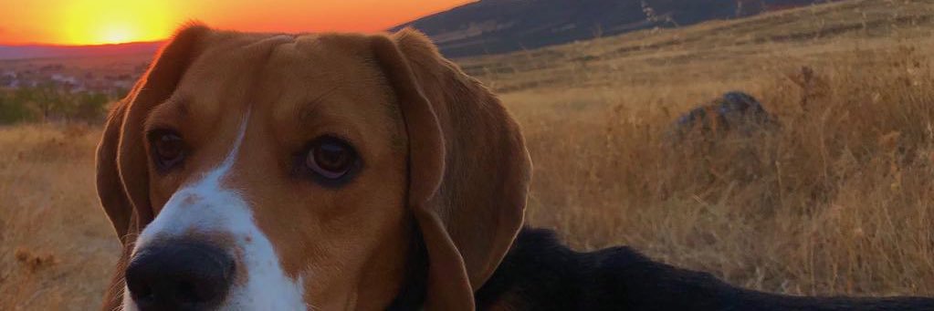 Evaesp99's profile banner image