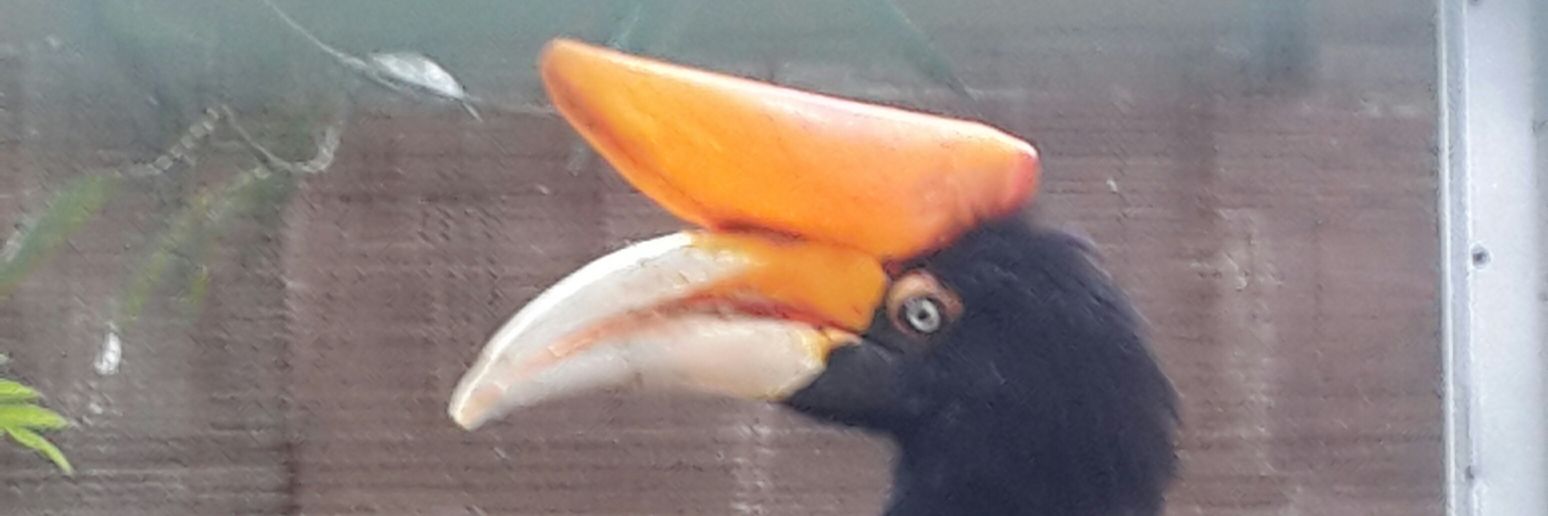 uterwidodo's profile banner image