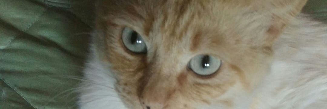 🐾🐾🐾 laddy bug🐾🐾🐾🐾 banner