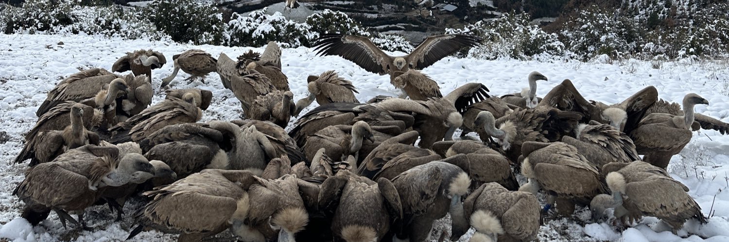 David Manzanera 🇪🇭 🌱🦇🦅🦂🦌 banner