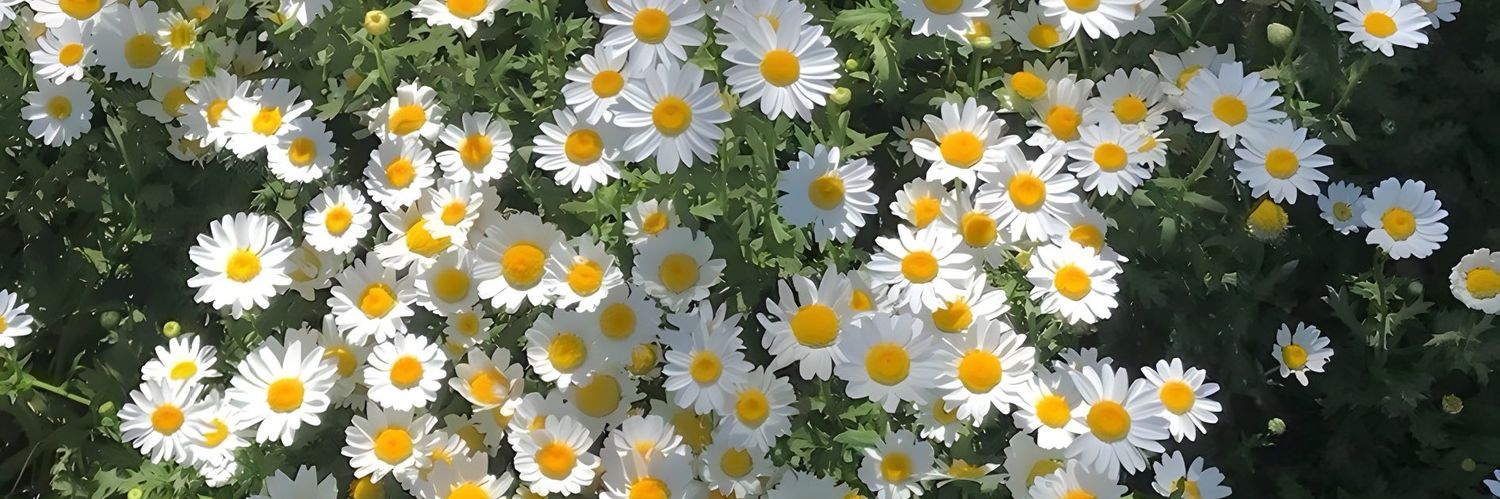 ρяιиz νσgєℓfяєι banner