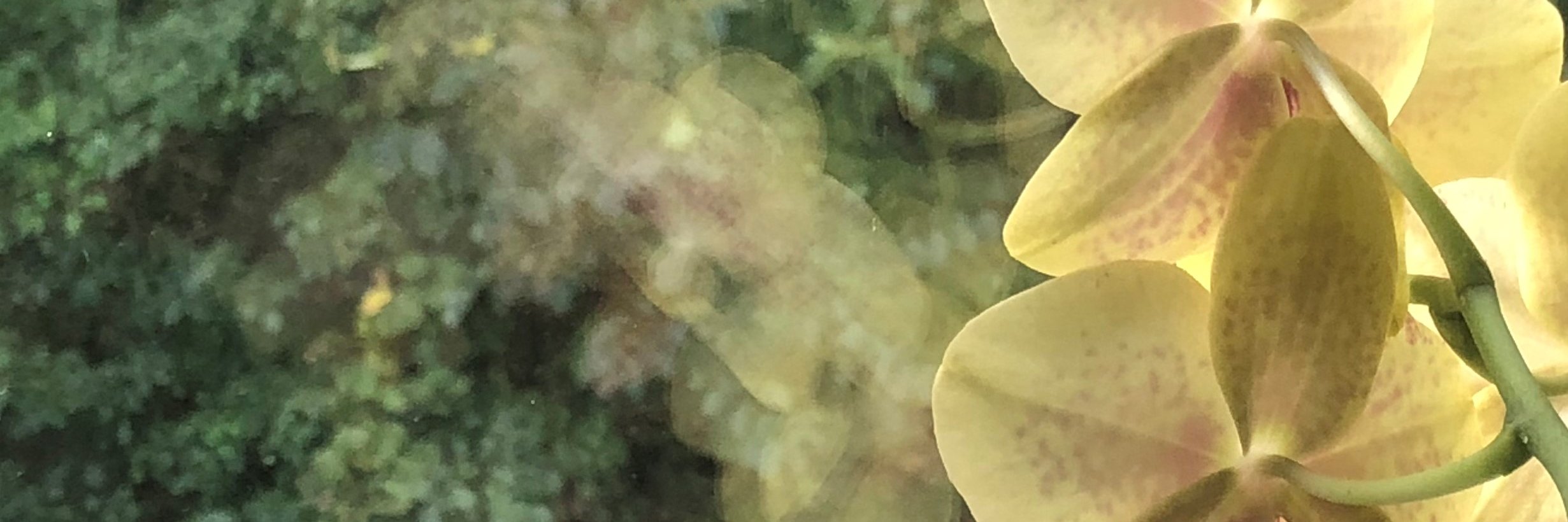 Wiltmellow's profile banner image