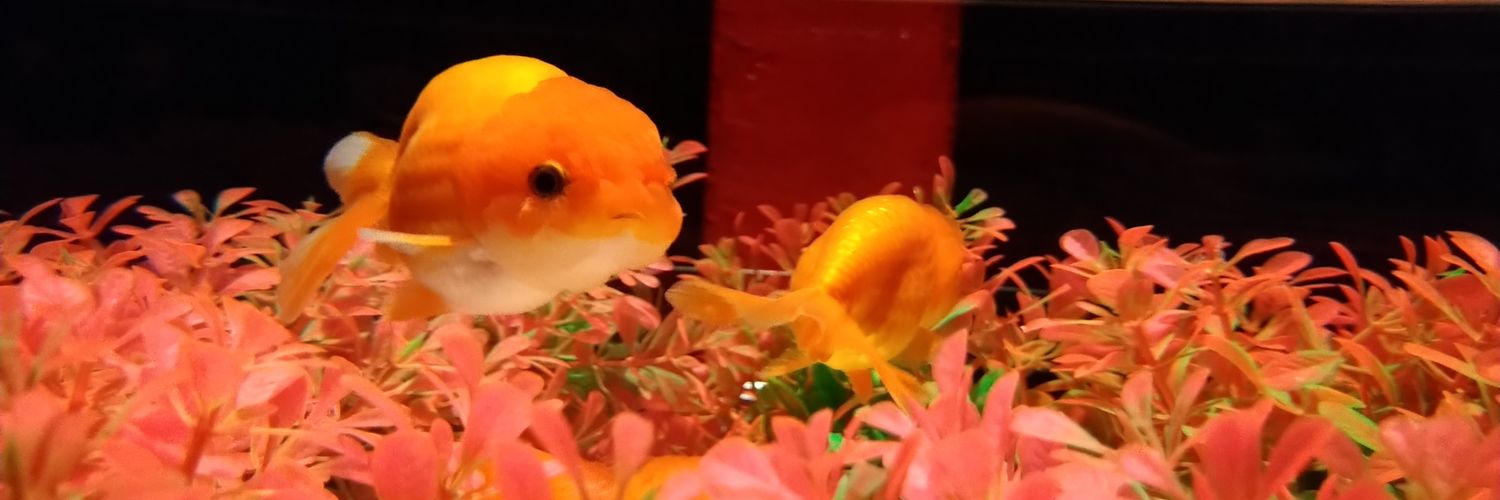 ゆらとーふ banner