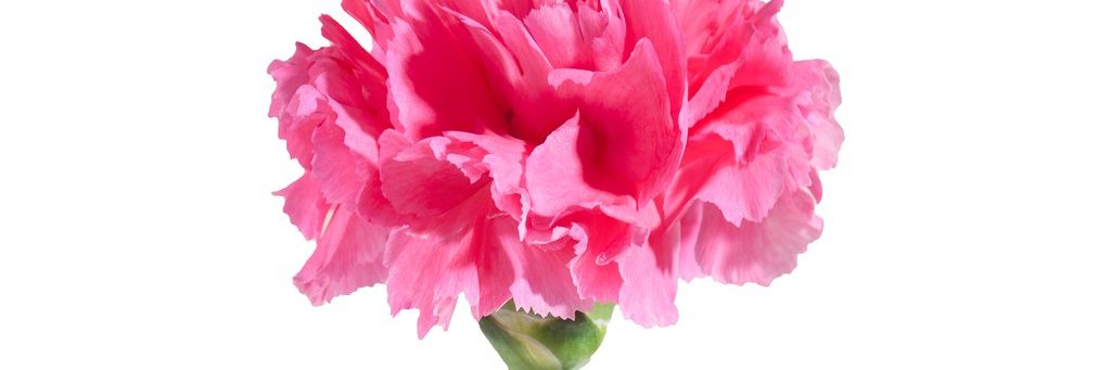 anpolin's profile banner image