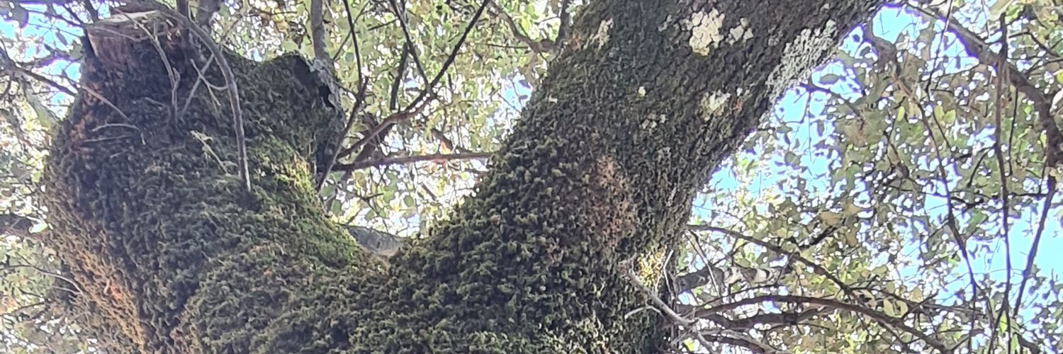 disanbe's profile banner image