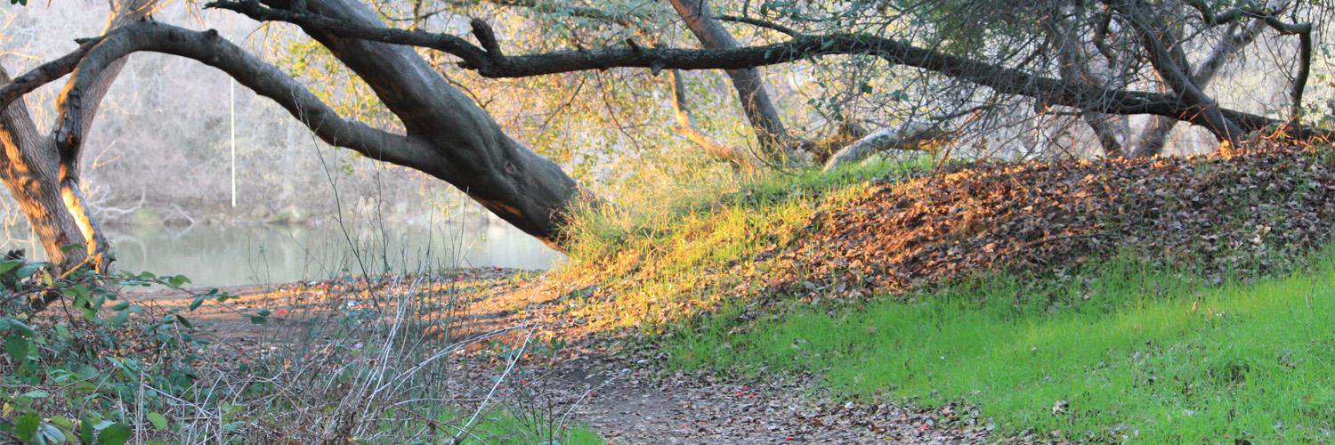 Sarah Krevans banner