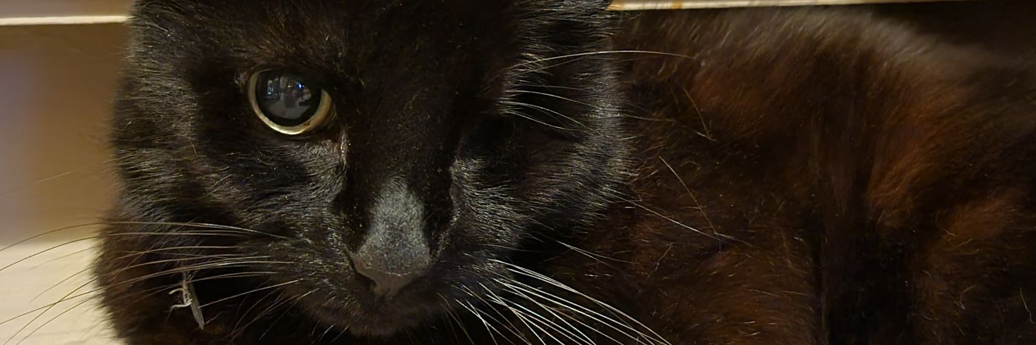 Faye Stockley banner