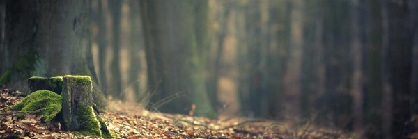 thebleakthorn Profile Banner