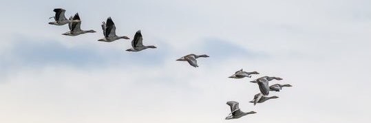 birls44's profile banner image