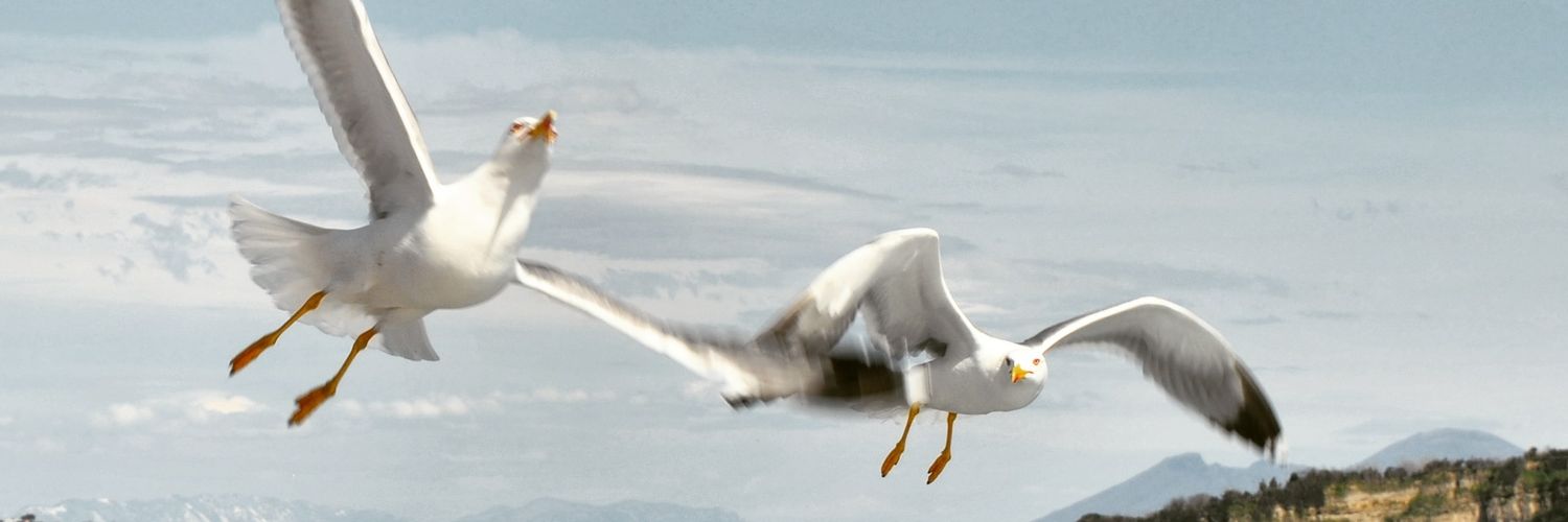 petrapiras's profile banner image