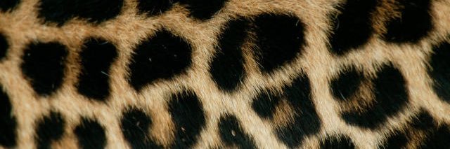 thomasacevedo_'s profile banner image