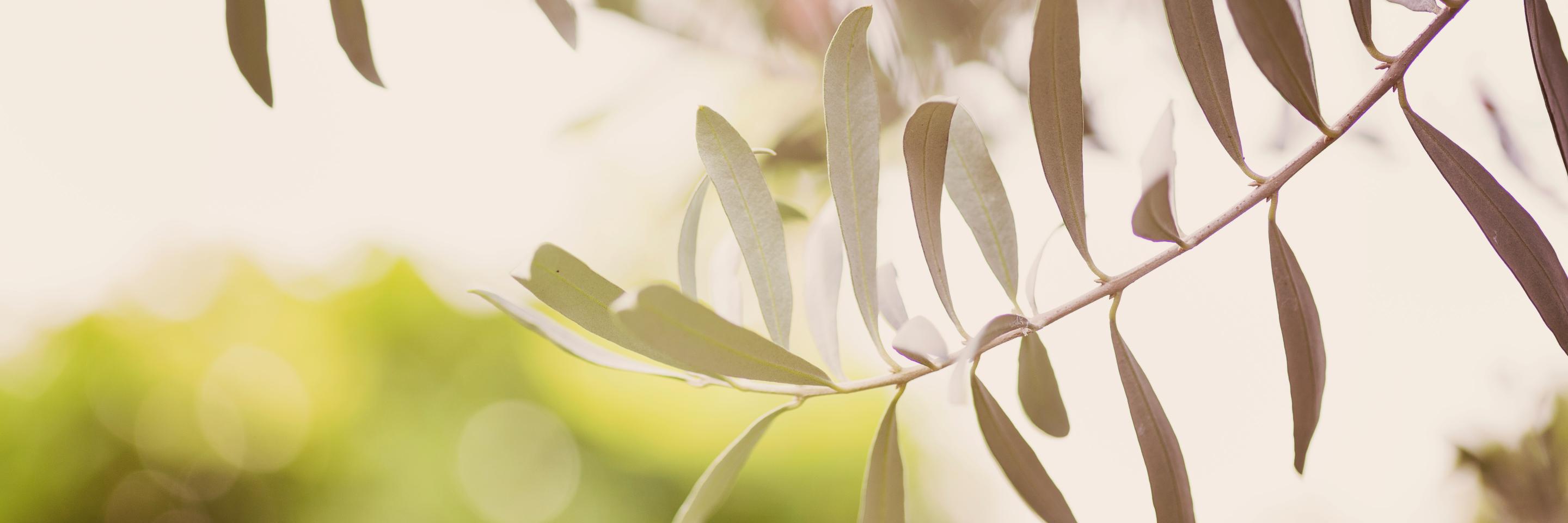 uskumrikonserve's profile banner image