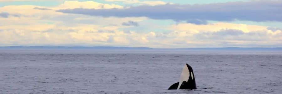 heiiids's profile banner image