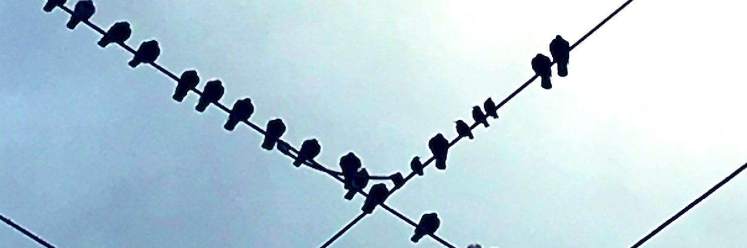 5catCabral's profile banner image