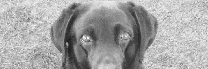 wallibob's profile banner image