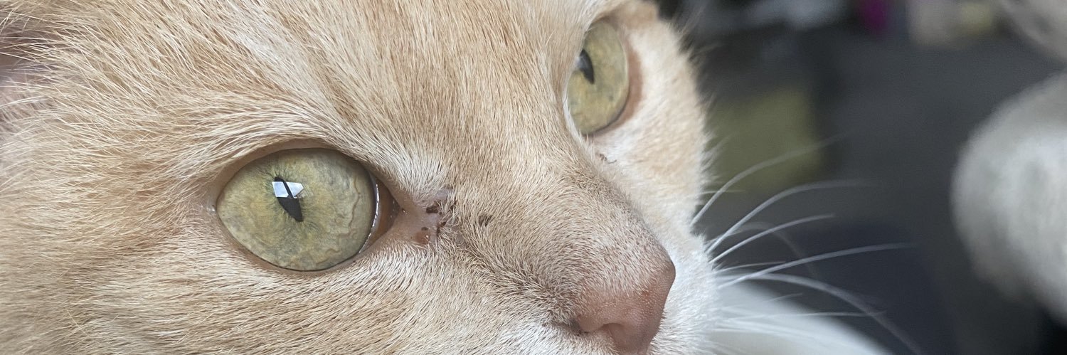 cat_nau10's profile banner image