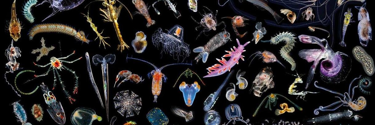 Jeremias Brand banner