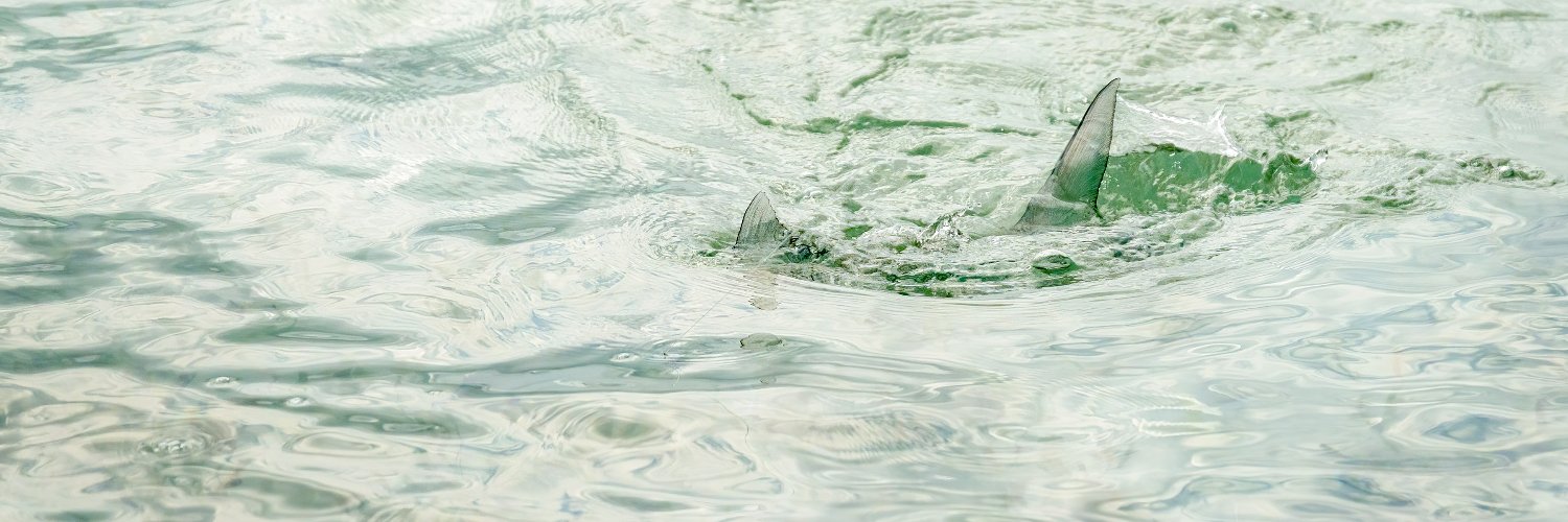 rwflyfish's profile banner image