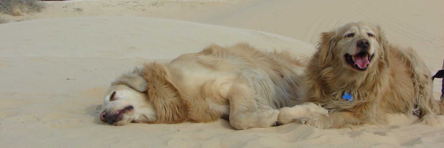thebusybones's profile banner image