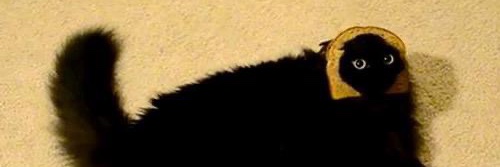 mayara_aranha's profile banner image