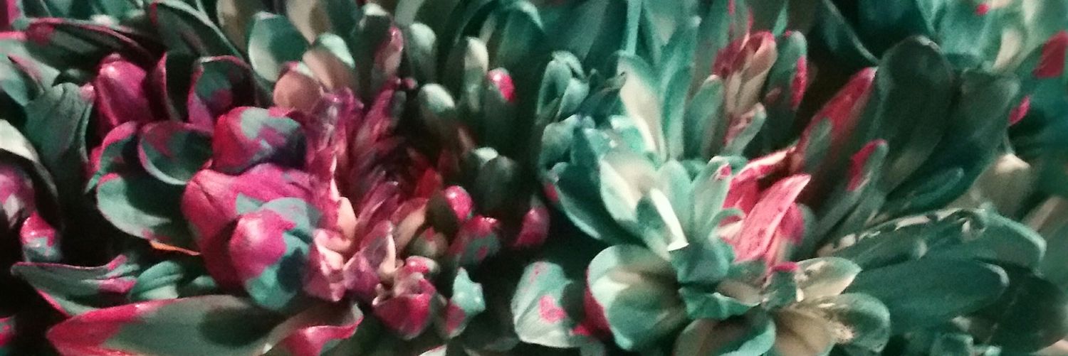 Lolabug1122's profile banner image
