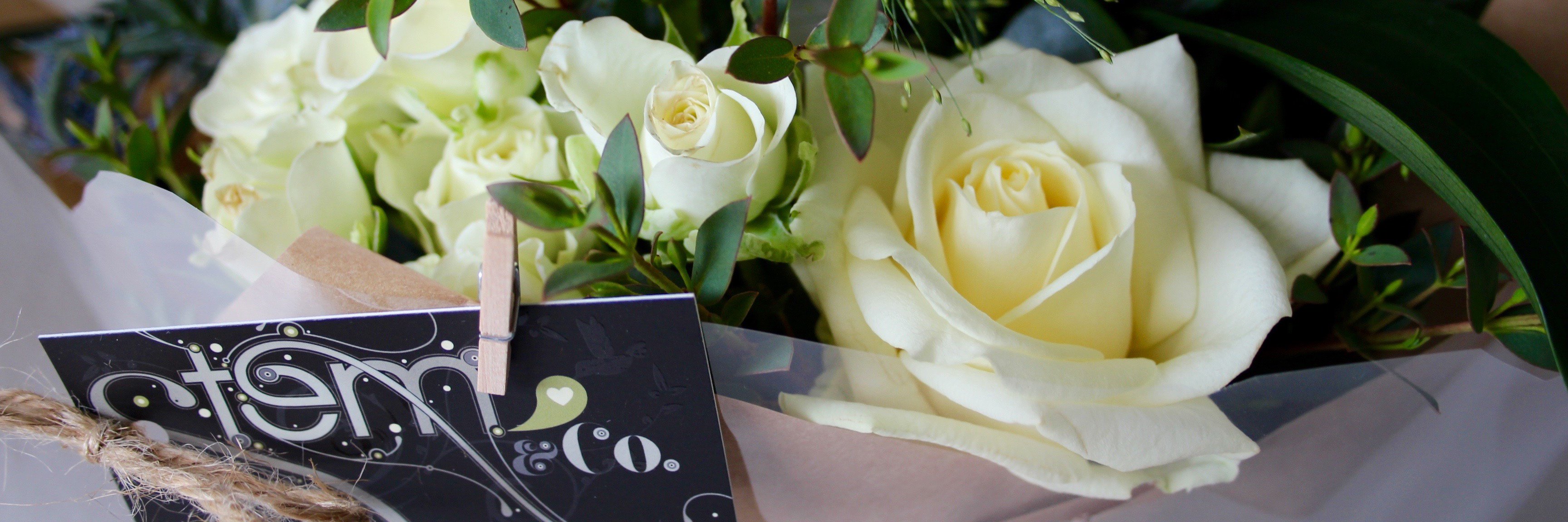 Stem_Co's profile banner image