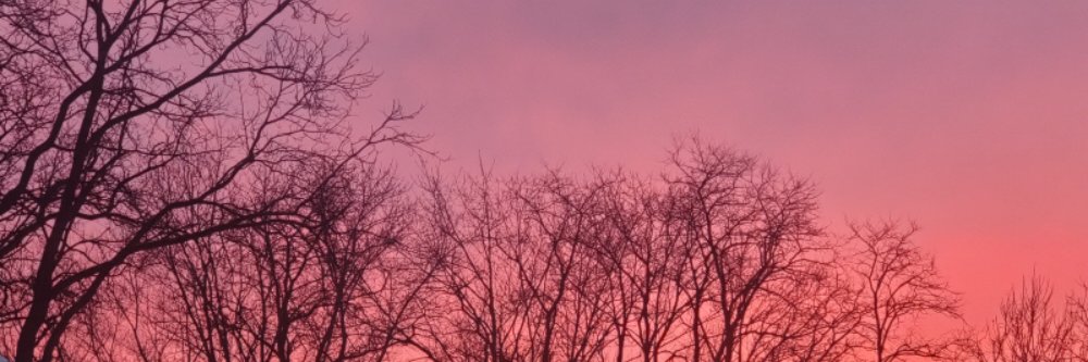 mlonightwolf's profile banner image