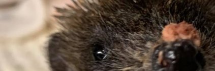 EmilyTheNumbers's profile banner image