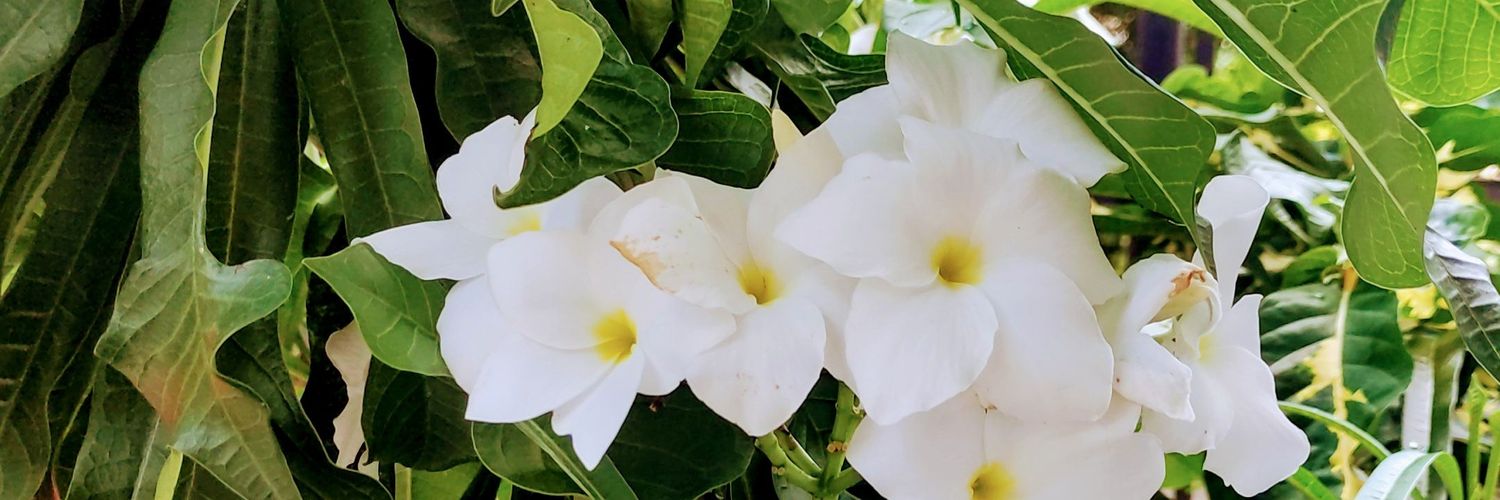 peutrindade's profile banner image