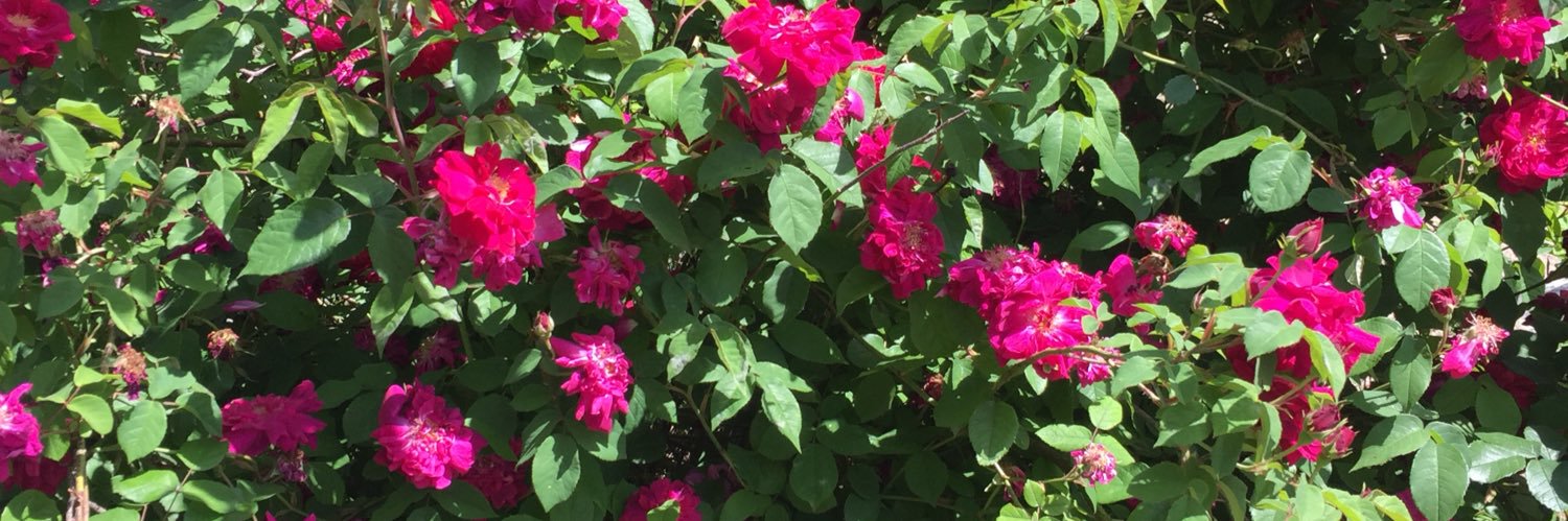 Pink Tabib banner